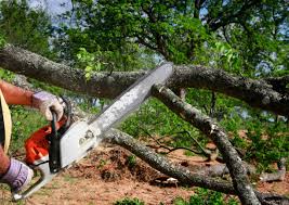 Best Tree Trimming and Pruning  in Milam, TX