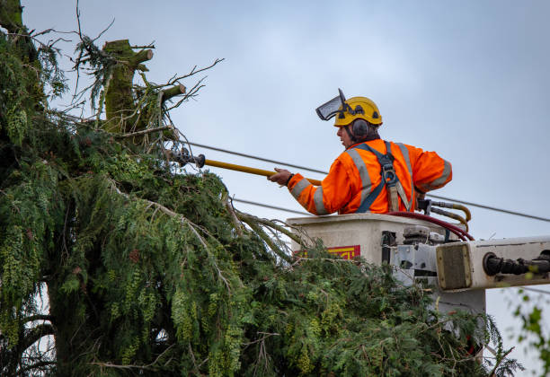 Best Utility Line Clearance  in Milam, TX