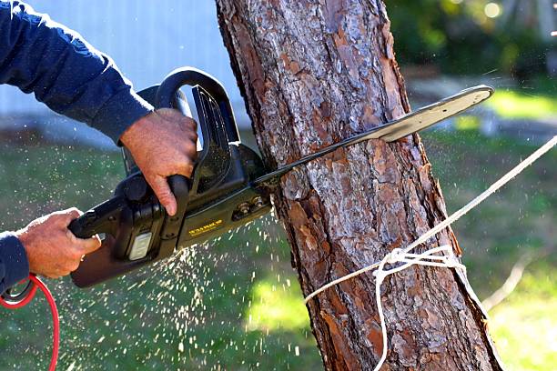 Best Tree Cabling and Bracing  in Milam, TX