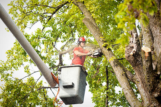 Best Hazardous Tree Removal  in Milam, TX