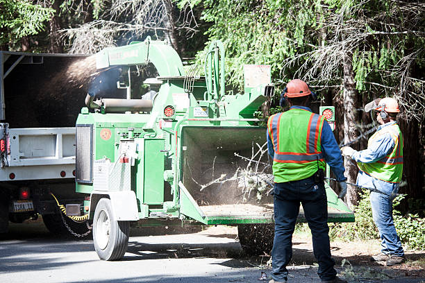 Milam, TX Tree Care Company