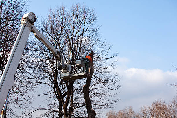 Best Stump Grinding and Removal  in Milam, TX