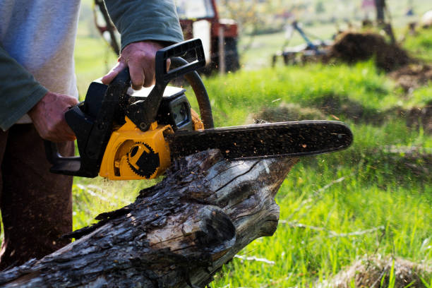 How Our Tree Care Process Works  in  Milam, TX