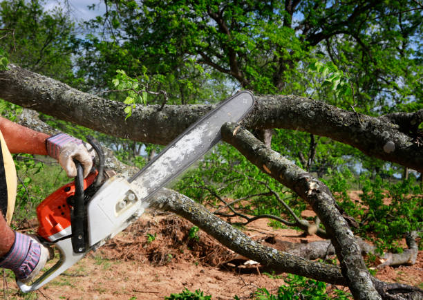 Best Tree Mulching  in Milam, TX