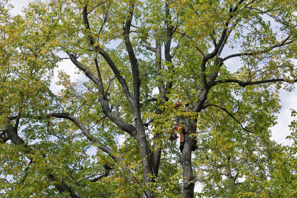 Best Arborist Consultation Services  in Milam, TX